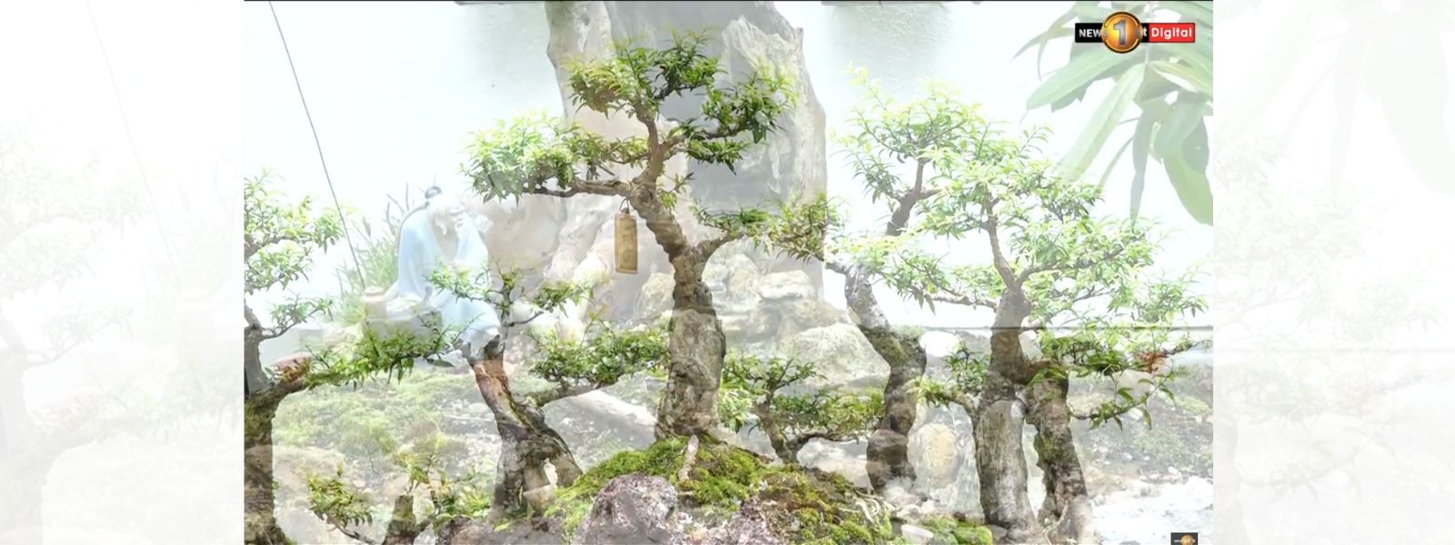 Sri Lanka Bonsai Association Annual Exhibition